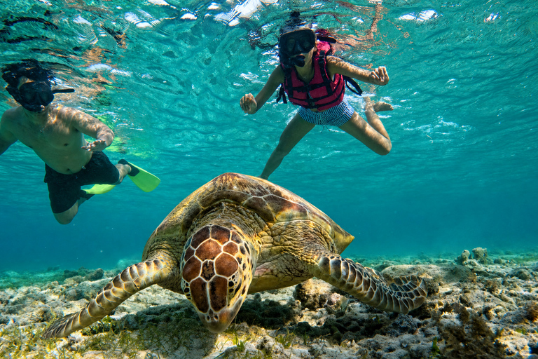 From Lombok: 3-Gili Islands Snorkeling with Turtles & Reefs Half-Day Private Snorkeling Tour from Gili Meno