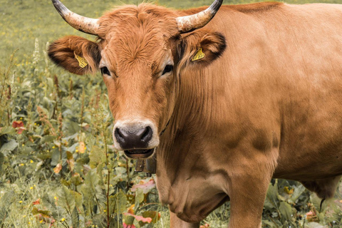 Jaipur: Cow Dung Wall Application Workshop
