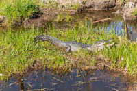 New Orleans, Oak Alley Plantation and Airboat Swamp Combo Tour - Housity