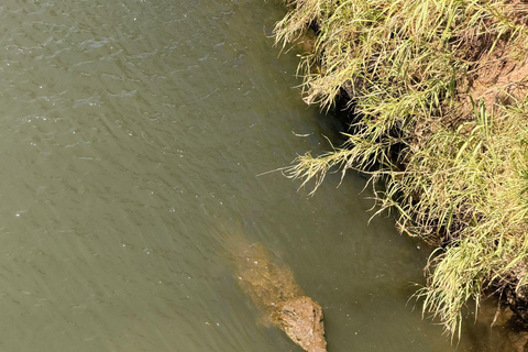 From Jacó: Monkey Encounter, Crocodile Bridge, & Lunch