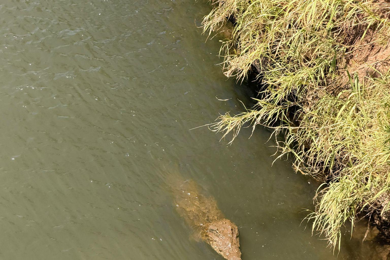 From Jacó: Monkey Encounter, Crocodile Bridge, & Lunch