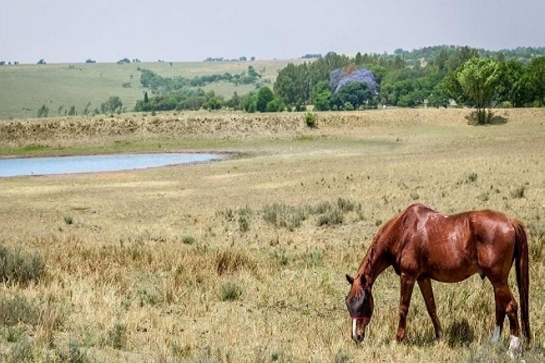 Johannesburg Horse Riding: Return Tranfer Included Lanseria