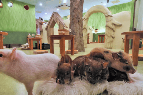 Harajuku: Meiji Shrine, Takeshita Street & Animal Cafe Walk