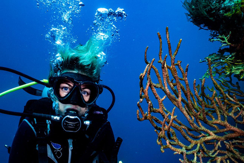 Tayrona National Park: Fun Dives in Caribbean Reefs