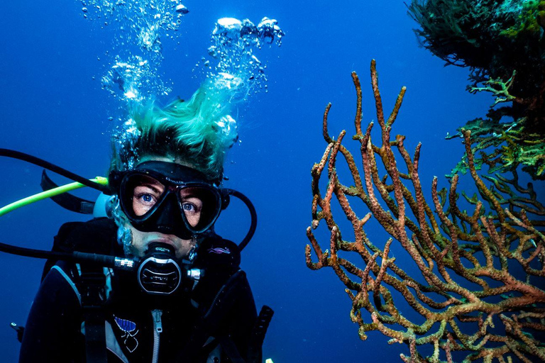 Tayrona National Park: Fun Dives in Caribbean Reefs