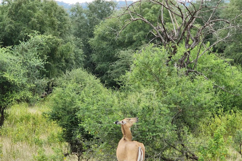 兰坦博尔国家公园：Canter Safari 门票（含接送）傍晚快速狩猎之旅门票：兰塔博尔国家公园