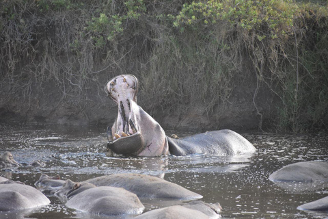 7 dni komfortowe safari średniej klasy 3 noce Serengeti