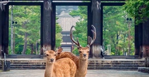 Kyoto & Osaka: Private Customizable Day Trip with Guide