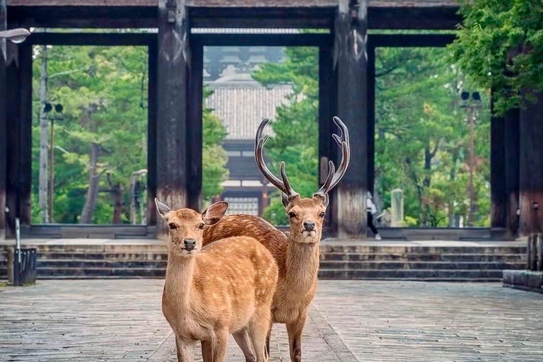 Kyoto & Osaka: Private Customizable Day Trip with Guide