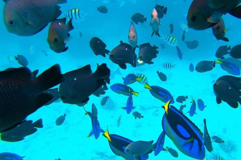 Mnemba Island: Guided Snorkeling & Dolphin Swim Experience Private Mnemba Island Snorkeling and dolphin swim