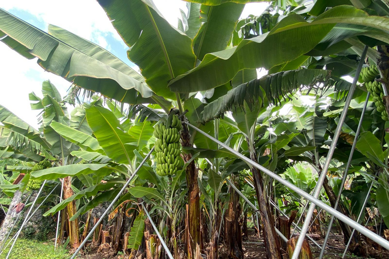 Ponta Do Sol : Madeira Bananenmuseum rondleiding