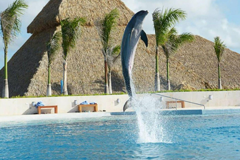 Punta Cana: Swimming with Dolphins.Dolphin Swim Adventure in Punta Cana with Transportation