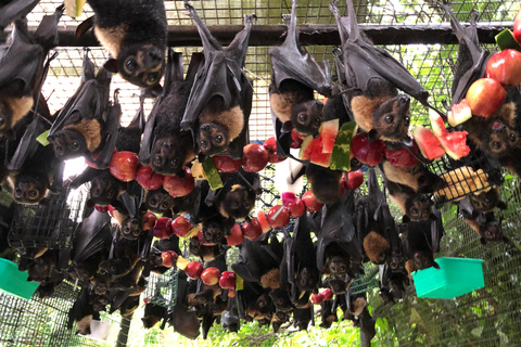 Atherton: Bat Sanctuary Tour with Guide