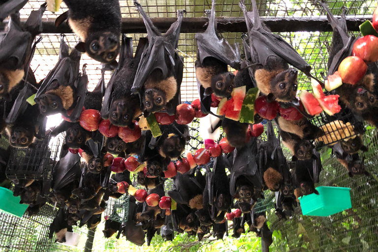 Atherton: Bat Sanctuary Tour with Guide