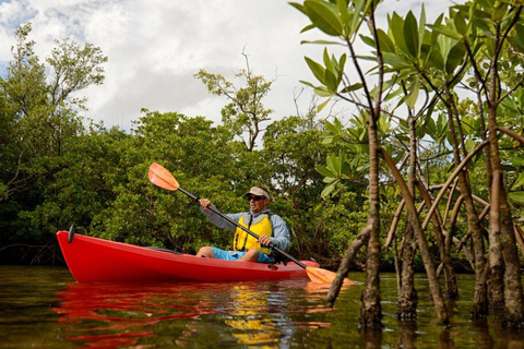 Passeio de caiaque de 3 horas pela floresta de mangue