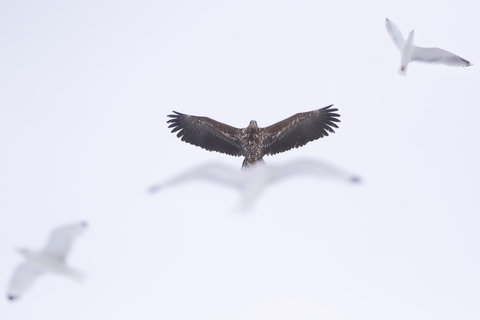 Skjervøy : Excursion en bateau chauffé pour l&#039;observation des orques et des baleines