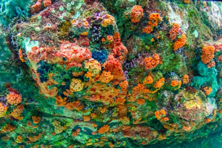 Expérience sur l'île de Nemo avec photos prises par un drone et déjeunerShare Van Pattaya