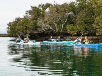 Adelaide: Dolphin Sanctuary Eco Kayaking Tour