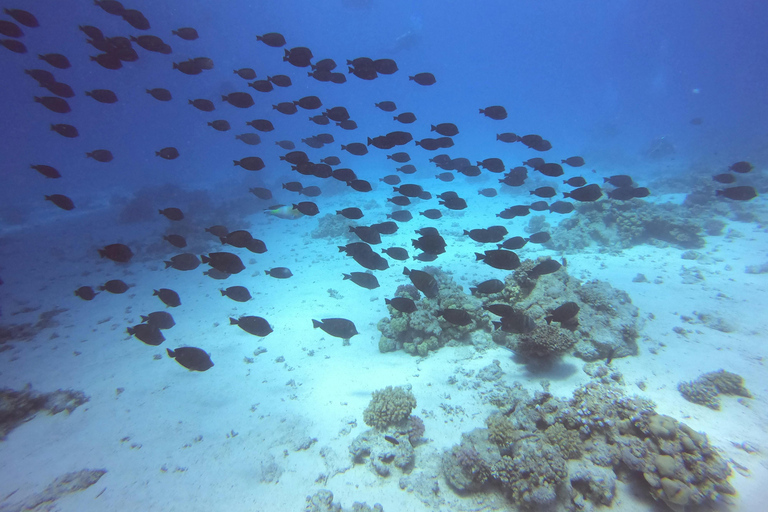 وايكيكي: تجربة الغوص مع السلاحف