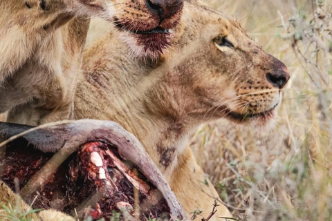 Halvdagsutflykt till Nairobis nationalpark med upphämtning från hotell