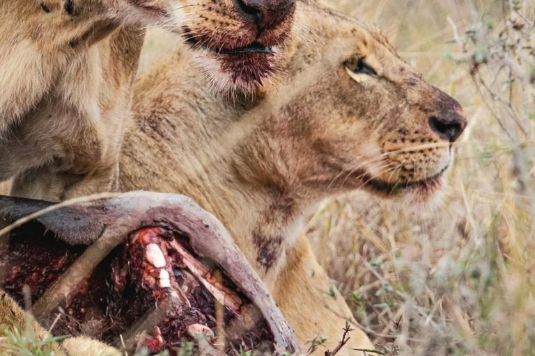 Halvdagsutflykt till Nairobis nationalpark med upphämtning från hotell