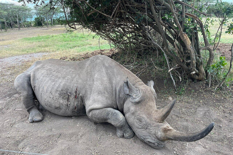 Excursão de dia inteiro à Ol Pejeta Conservancy e ao Santuário de Chimpanzés