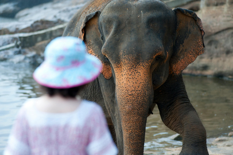 Sri Lanka 10-tägige Tour durch das kulturelle Dreieck + 5-Sterne-Unterkunft