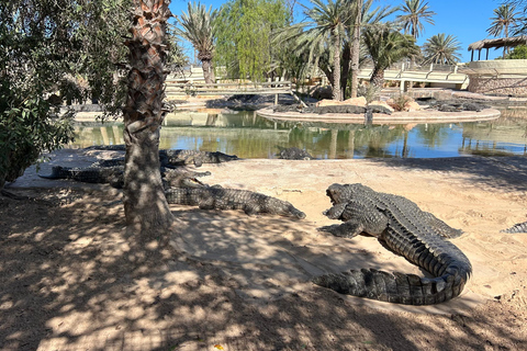 Djerba: Crocodiles, Guided Museum Tour & Free Souvenir