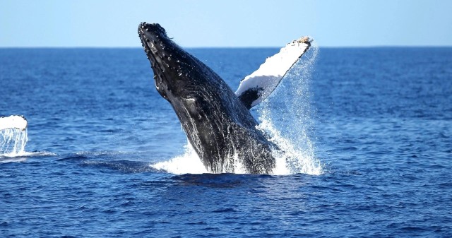 Visit Honolulu Whale Watching Cruise in Waikiki with Guide in Kailua