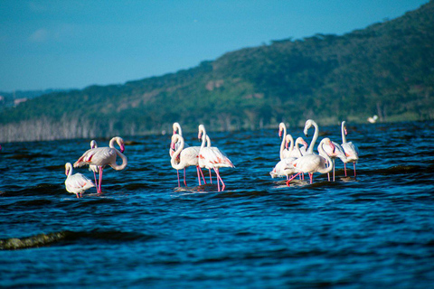 Nairobi: Lake Nakuru National Park and Lake Naivasha Tour
