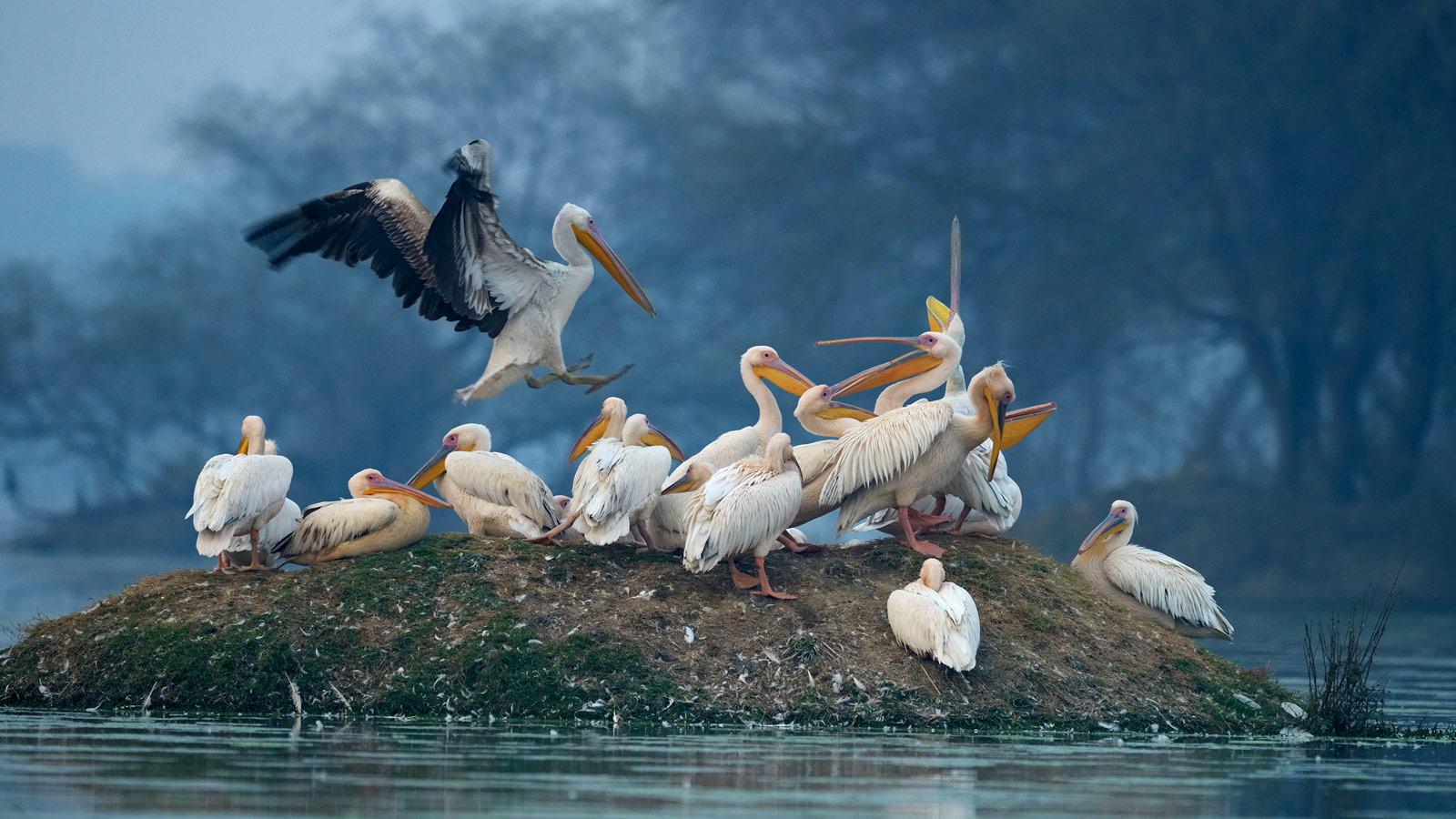 Einweg-Transfer von Agra nach Jaipur mit Keoladeo Birds Park