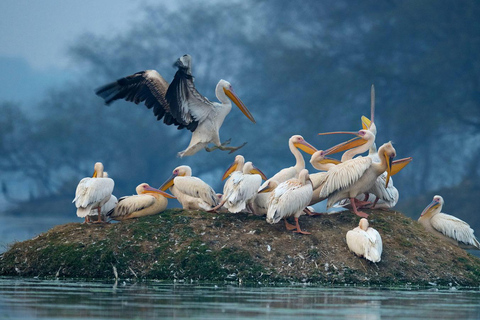 Trasferimento di sola andata da Agra a Jaipur con Keoladeo Birds Park