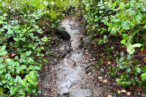 Vancouver: Lighthouse Park HikeLighthouse Park Hike