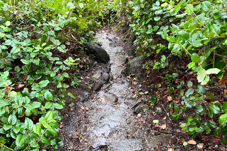 Vancouver: Lighthouse Park HikeLighthouse Park Hike
