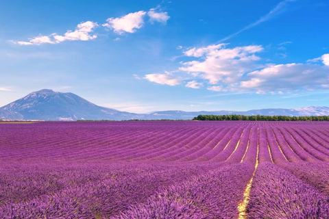 Day Trip: Lavender Fields & Gorges du Verdon Shared group tour