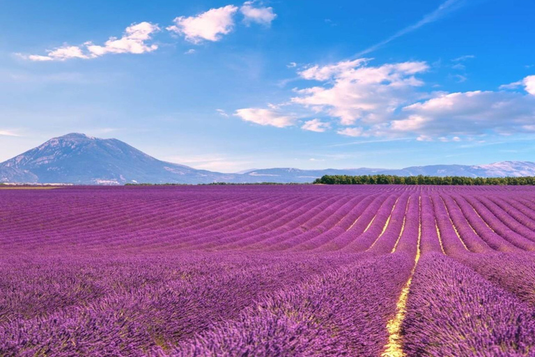 Day Trip: Lavender Fields & Gorges du Verdon LICENSED GUIDE + MERCEDES V