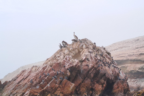 GRUPAL GIORNO COMPLETO Paracas(Ballestas) + Ica + Huacachina(Oasi)