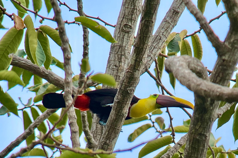 Manuel Antonio Park: Geführter Rundgang mit einem NaturalistenPrivate Tour