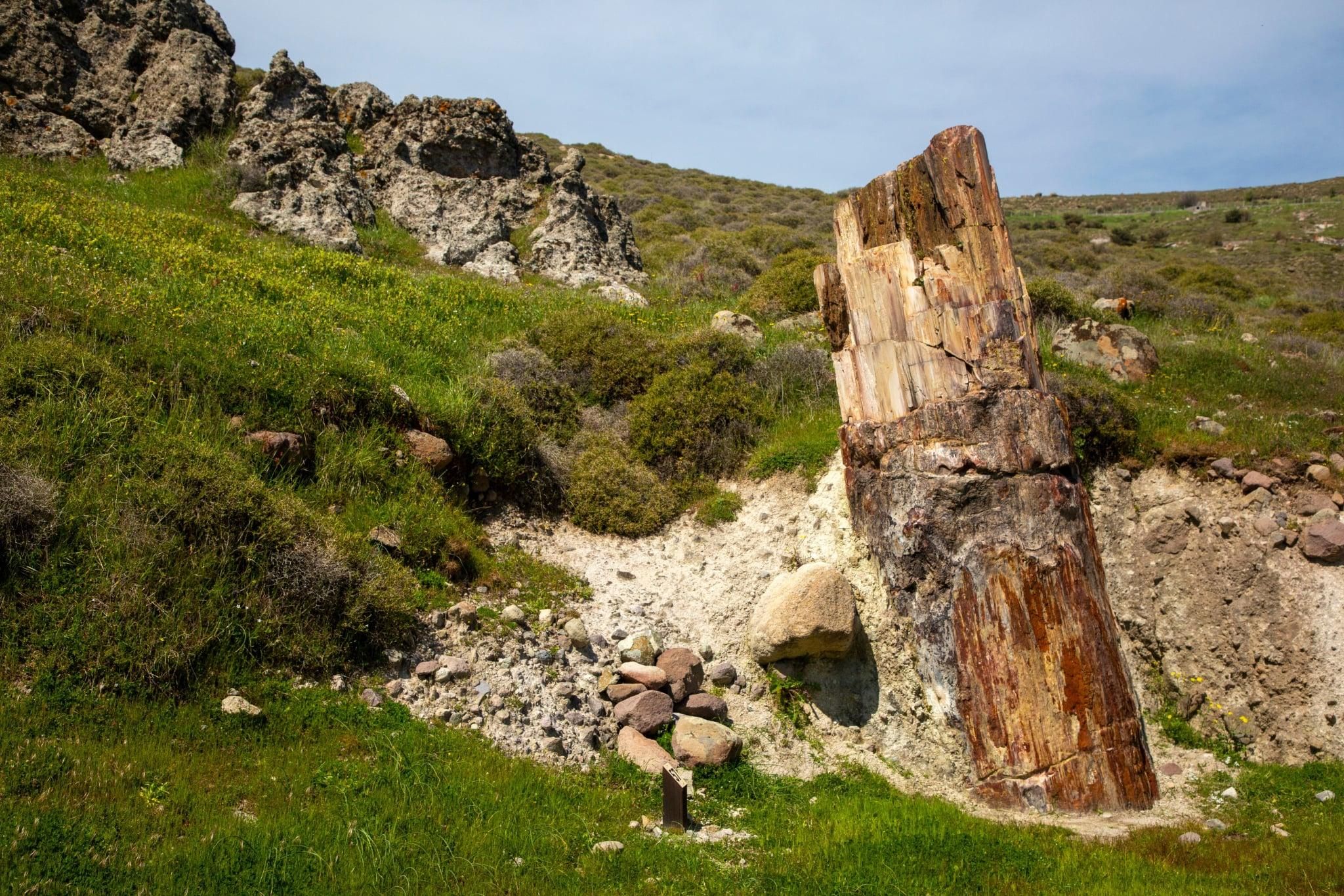 Lesbos: Tour zum versteinerten Wald, nach Sigri & Eressos ab Molivos/Petra
