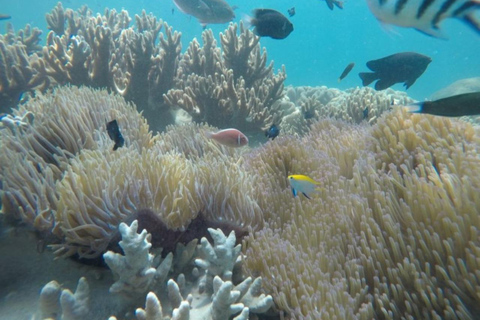 Excursão de mergulho com snorkel na Ilha Cham em lancha rápida saindo de Hoi An/DaNangPartida de Hoi An