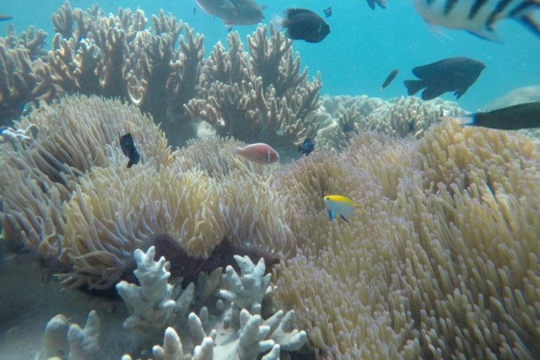 Excursão de mergulho com snorkel na Ilha Cham em lancha rápida saindo de Hoi An/DaNangPartida de Hoi An