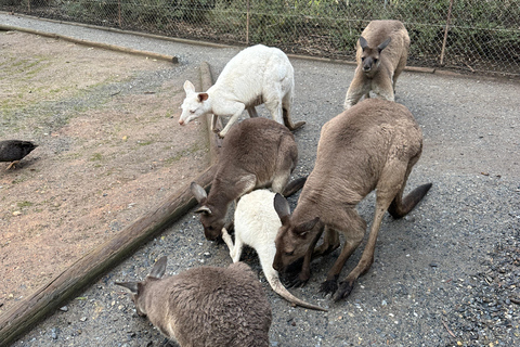 Von Adelaide aus: Kuscheln mit einem Koala und historische Hahndorf-Tour