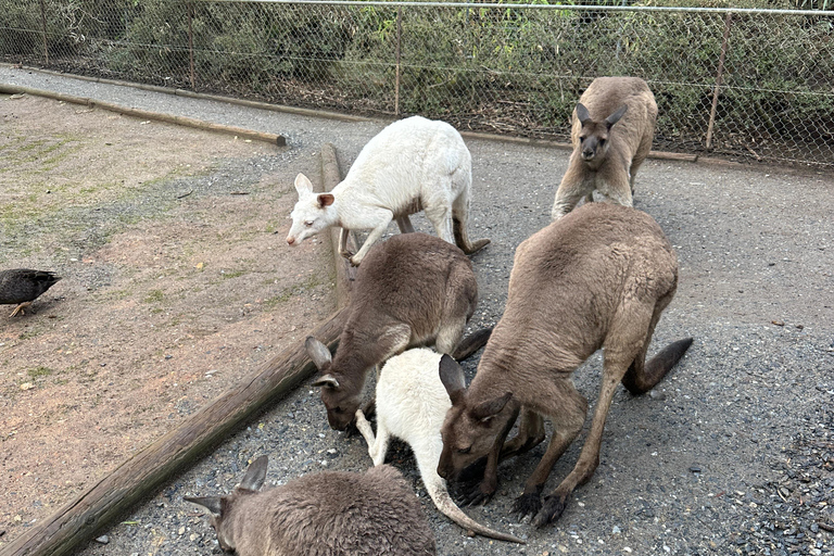 Von Adelaide aus: Kuscheln mit einem Koala und historische Hahndorf-Tour