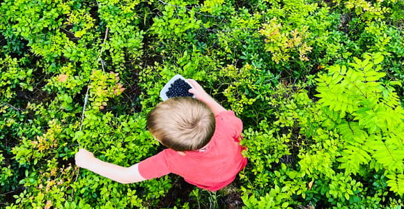 Rovaniemi : Blueberry Picking and Jam-Making Experience
