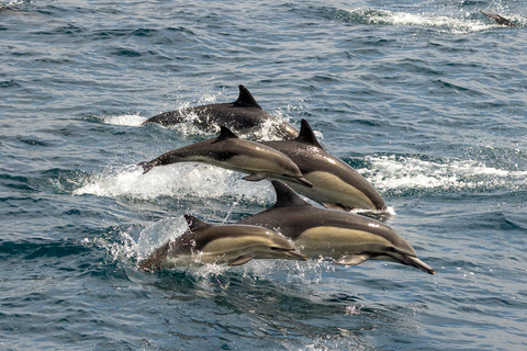 San Diego: Delphin- und Whale-Watching-Bootsfahrt bei Sonnenuntergang