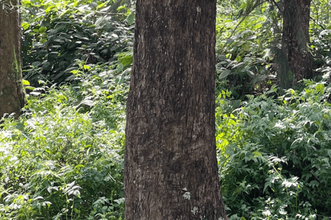 Arusha: Napuru Meru vattenfall