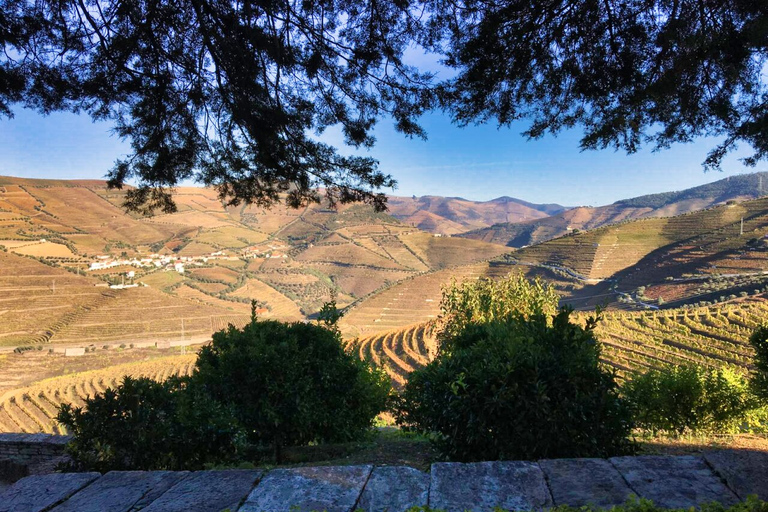 Porto: Dourovallei-ervaring met 3 wijnhuizen en lunchDouro Valley Tour: 3 wijngaarden allemaal inbegrepen