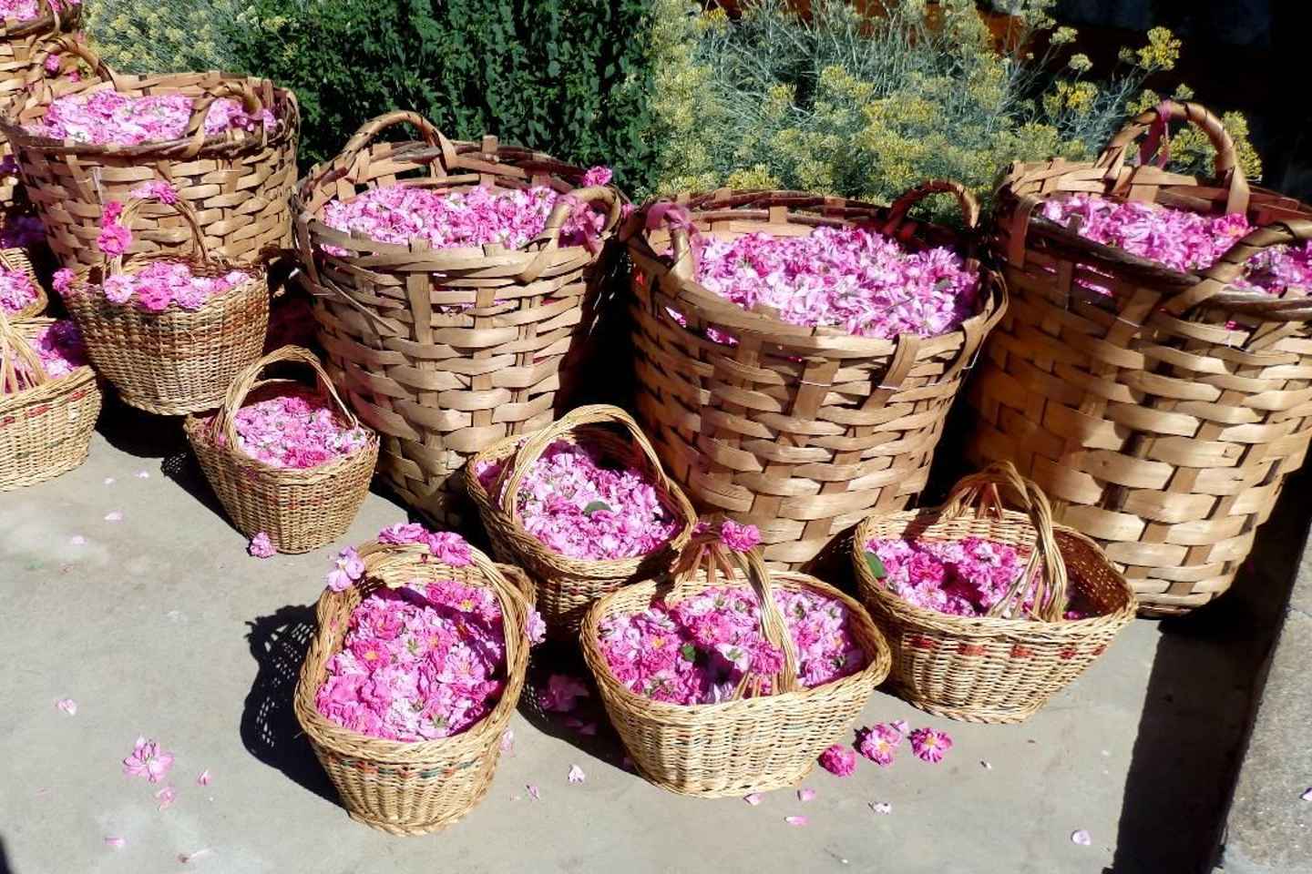 Excursion depuis Sofia : Vallée des Roses