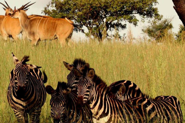 Kigali : Safari d&#039;une journée dans le parc national de l&#039;AkageraExcursion dans le parc national de l&#039;Akagera