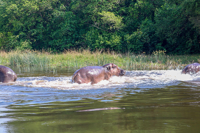 Uganda Art, with Wildlife in Murchison Falls National Park